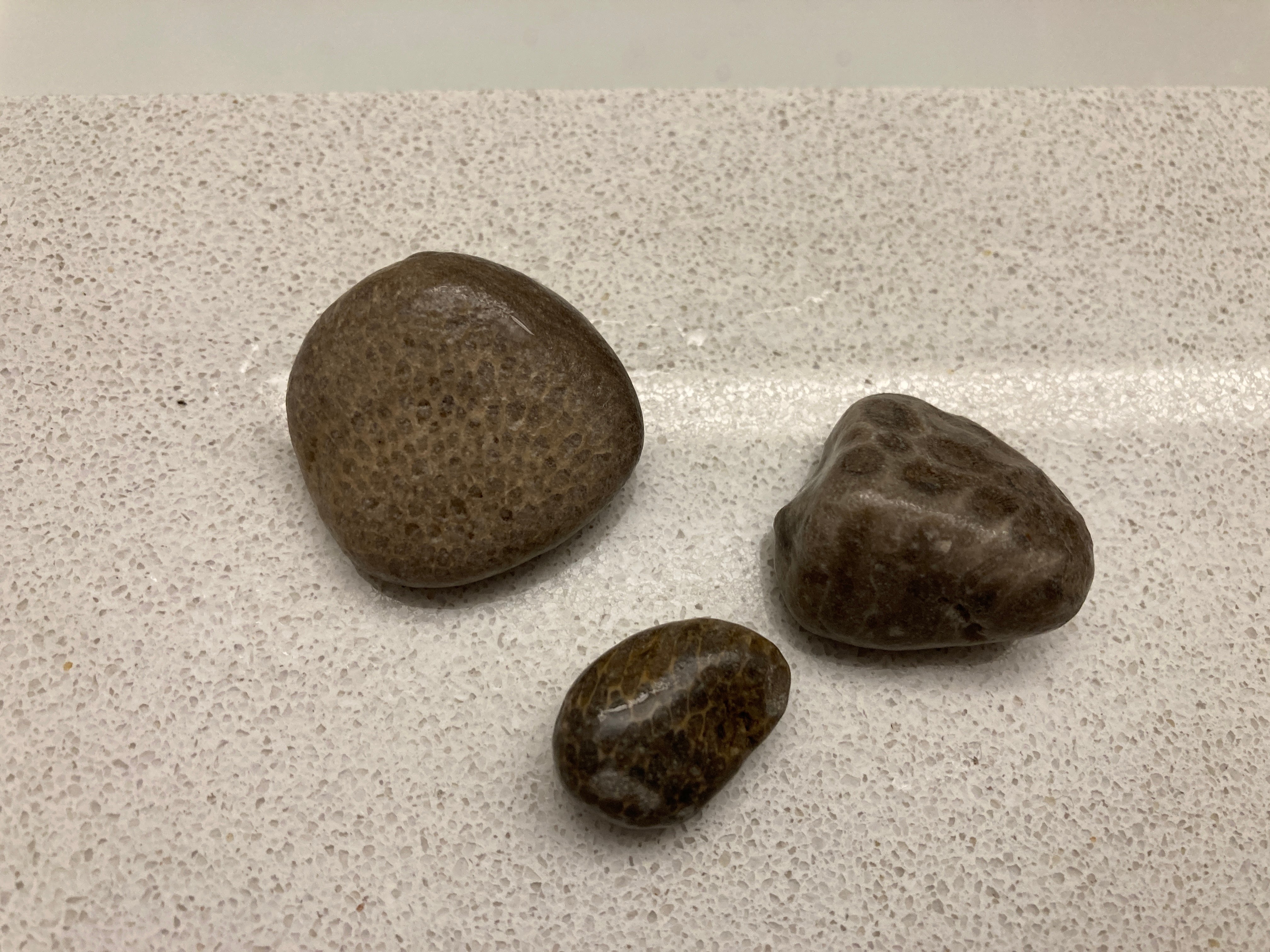 Petoskey stone found at Bayfront Park, Petoskey, MI (Taken on October 15, 2022). 
