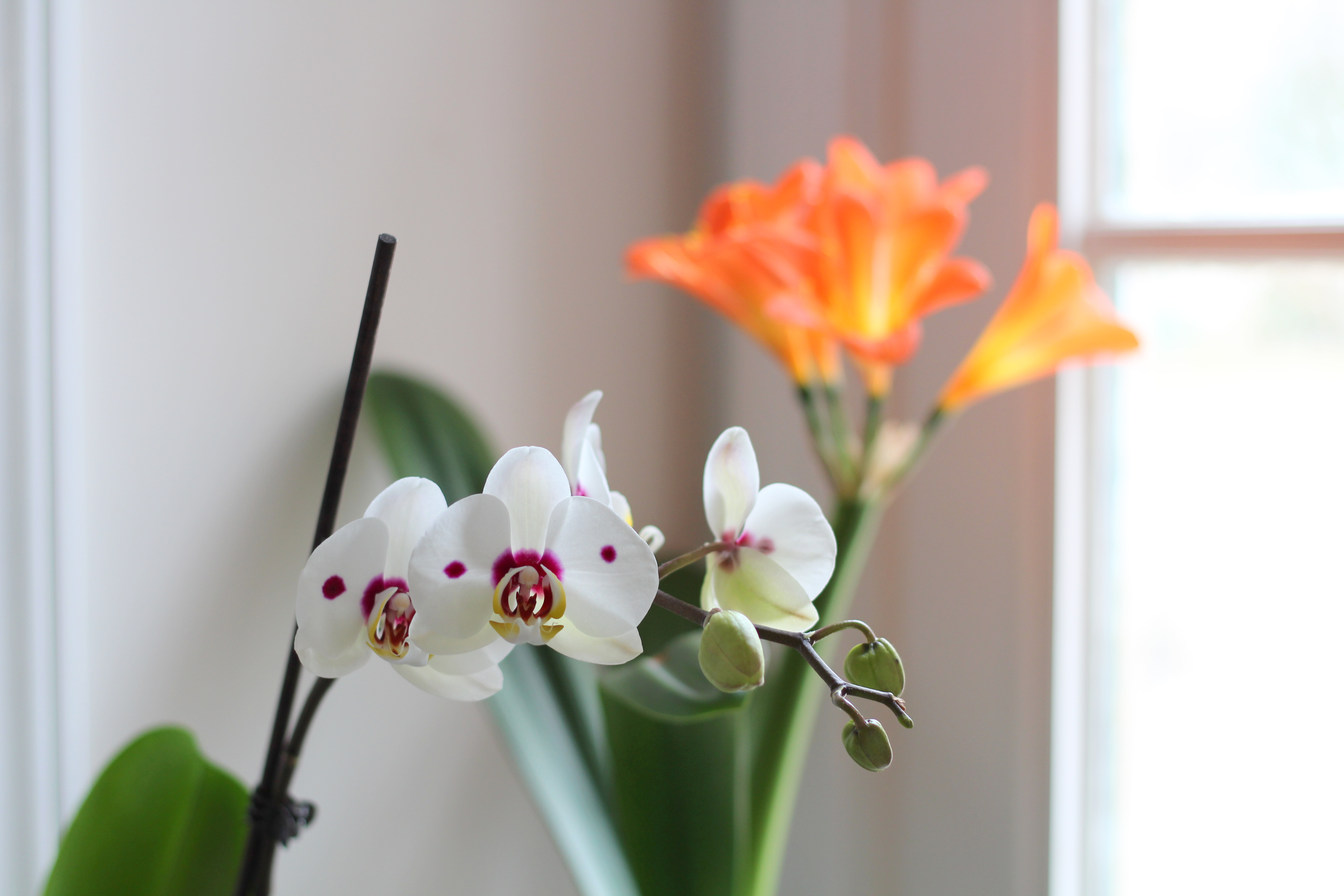 Phalaenopsis orchid and clivia blossomed in spring 2020 in Michigan (taken on March 14, 2020). 